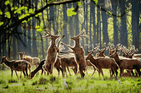 【温泉之旅】盐城半岛温泉酒店2晚酒店套餐(45㎡田园房 双早 双人
