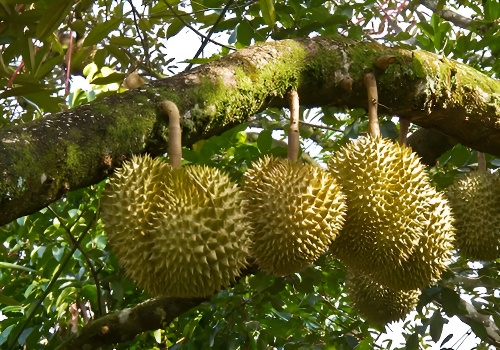 苏梅岛_热带水果图片